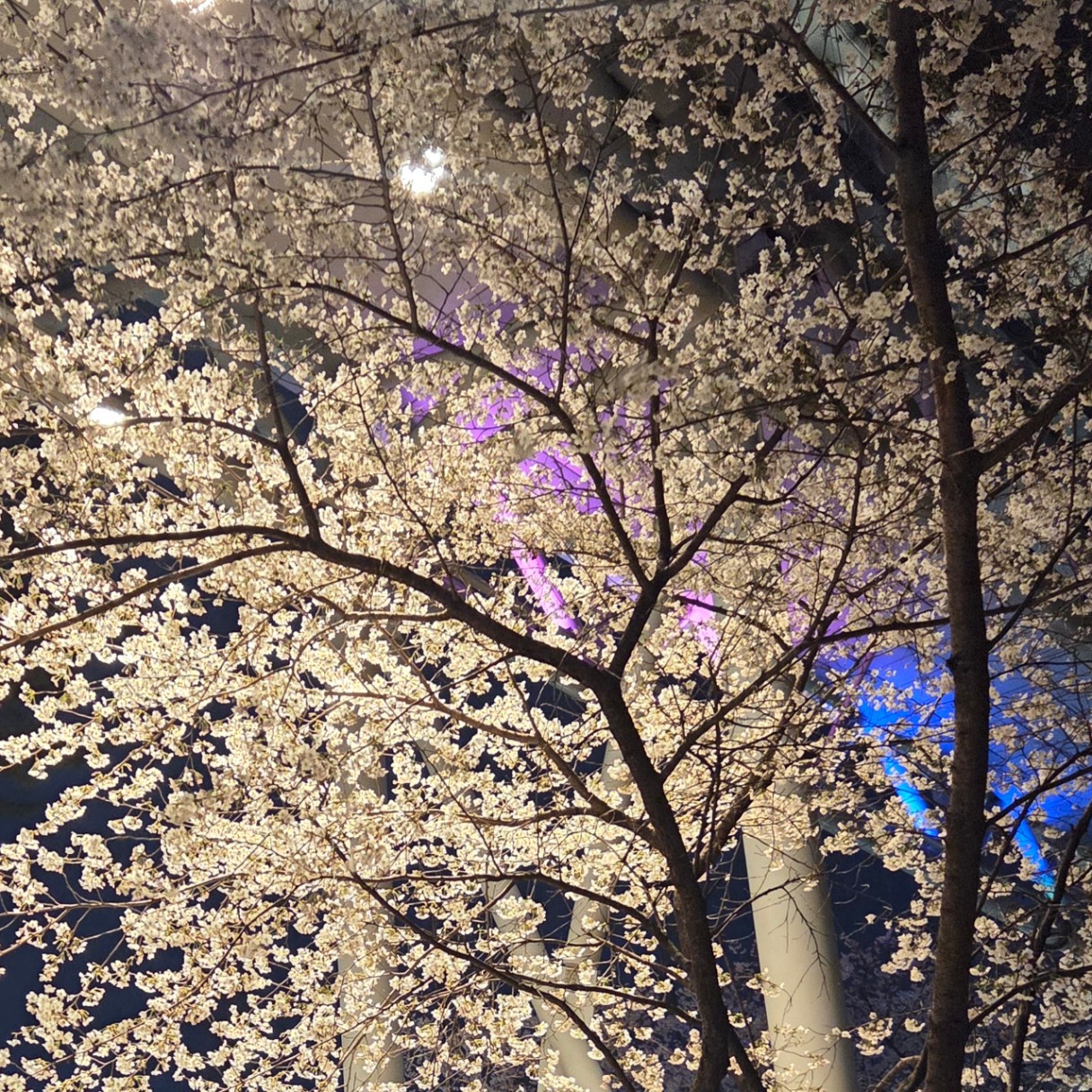밤벚꽃 🌸