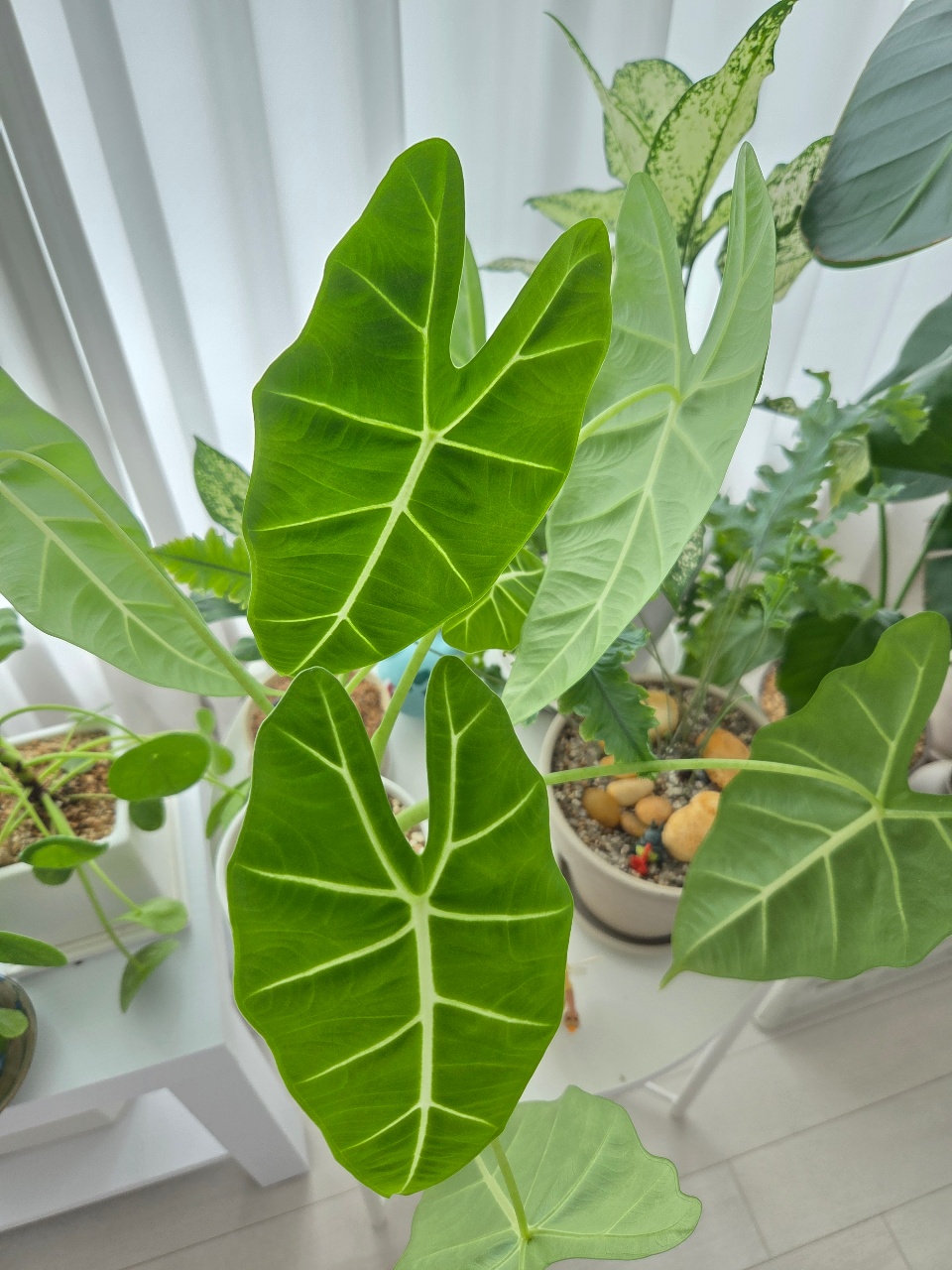 그린벨벳🌱