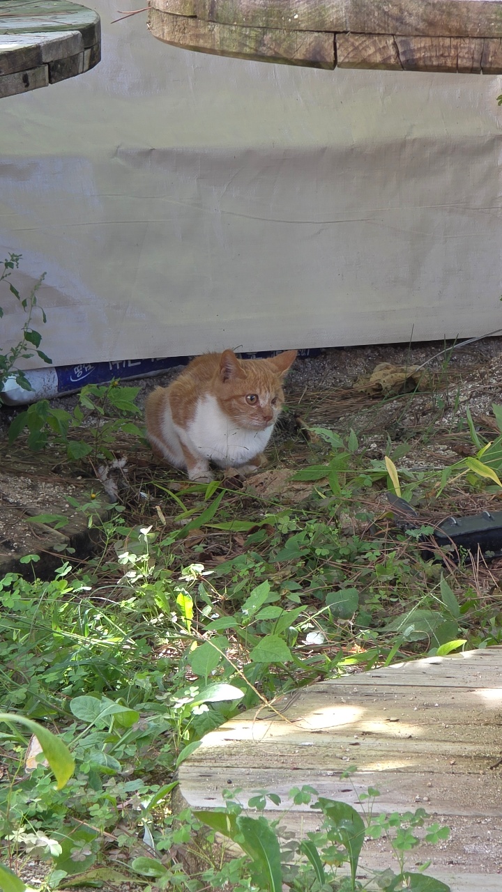 마당냥이