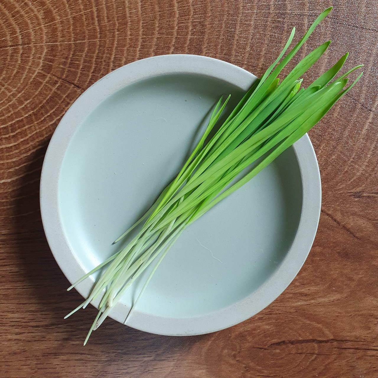 귀리 키우기🌱