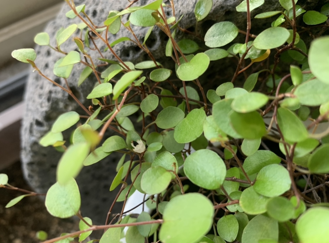 👒작디 작은 젤리 꽃🌱🌱🌱