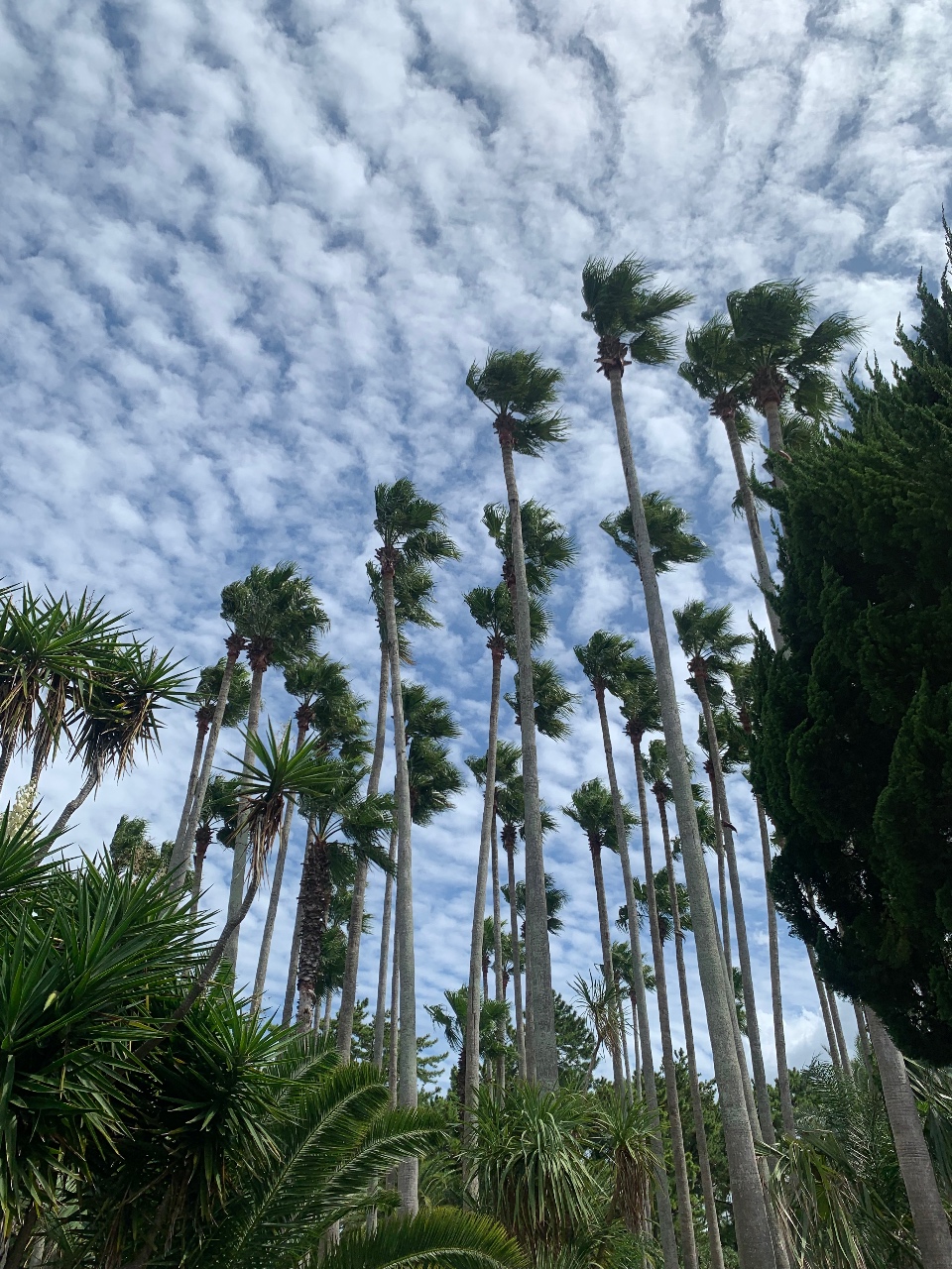 🌵제주, 한 림 공 원🌴🌴🌴