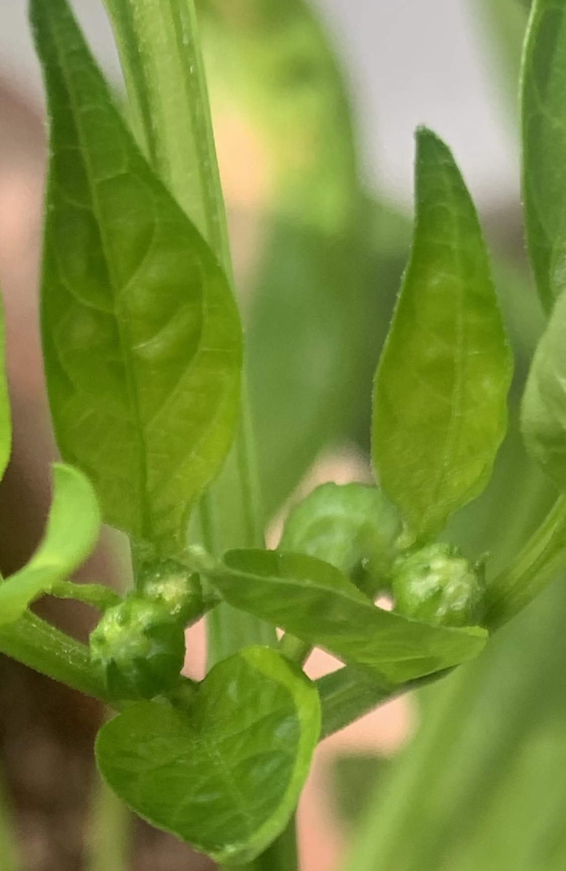 🎋파프리카 꽃봉오리🌱🌱🌱