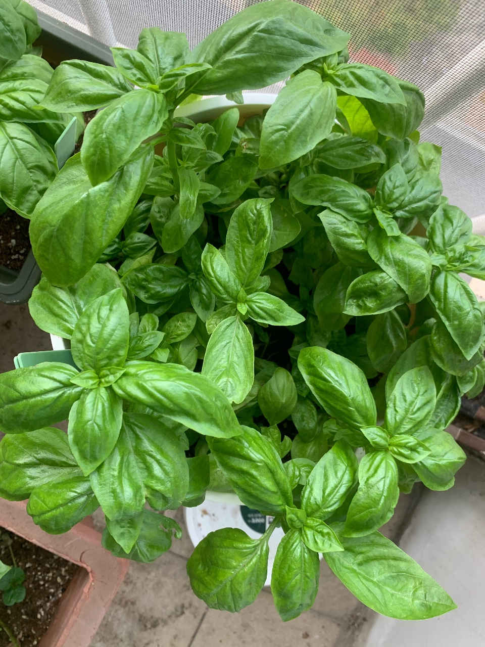 👒베란다 통신🌱🌱🌱
