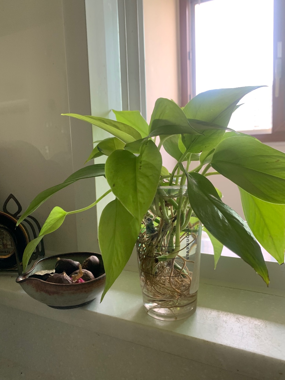 👒형광스킨답서스 물꽂이하기🌱🌱🌱