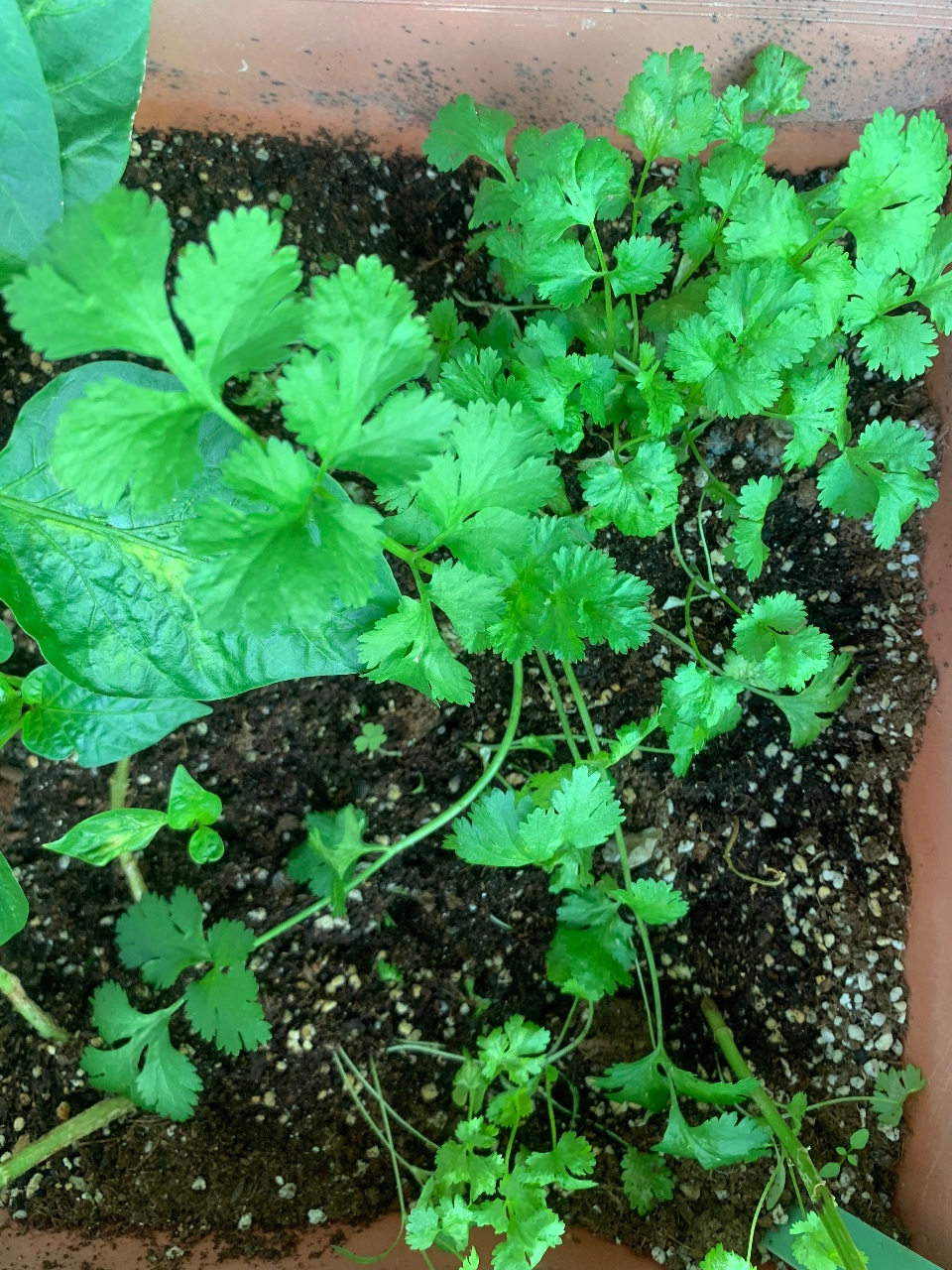 👒베란다 통신, 각별한 고수🌱🌱🌱