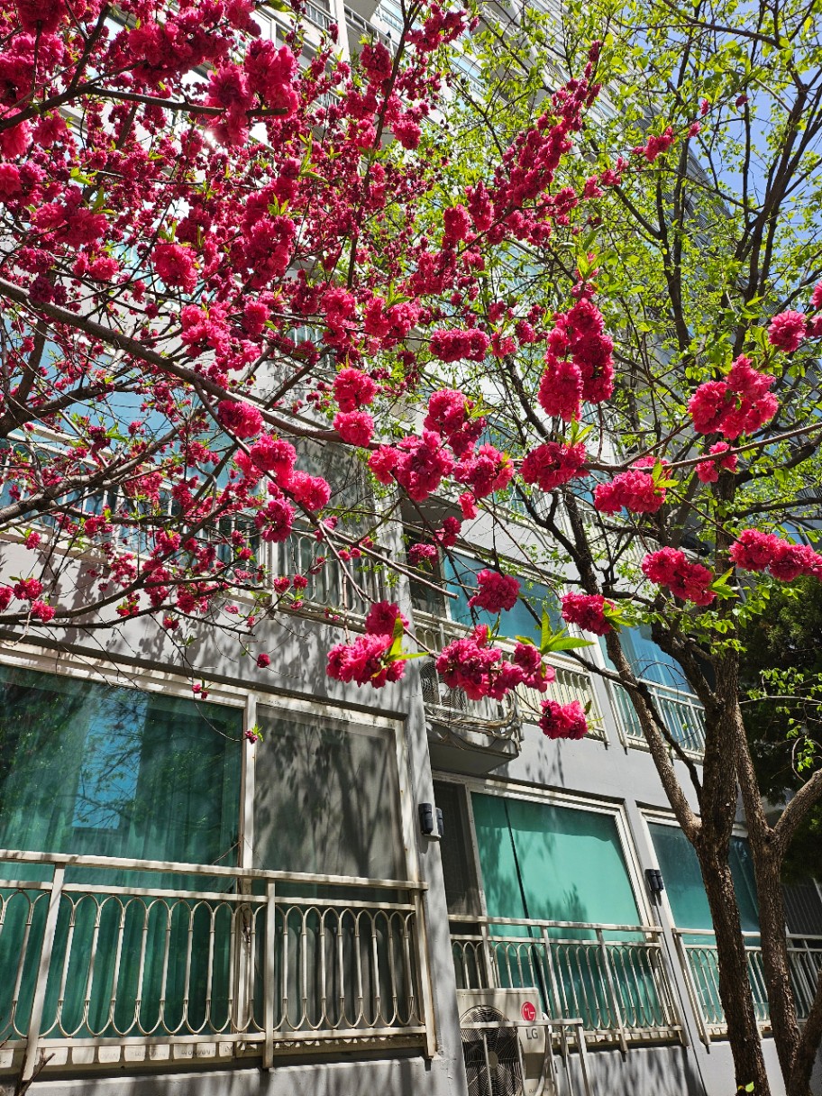 집 주변 꽃구경🌸🌼🏵