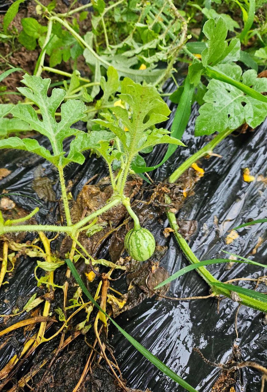 수박 열매🍉