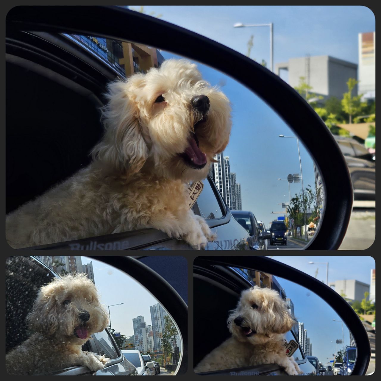 🐶로지🧸가 좋아하는 드라이브🚗