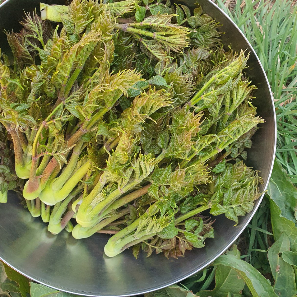 두릅이 잔치🌿🌿🌿