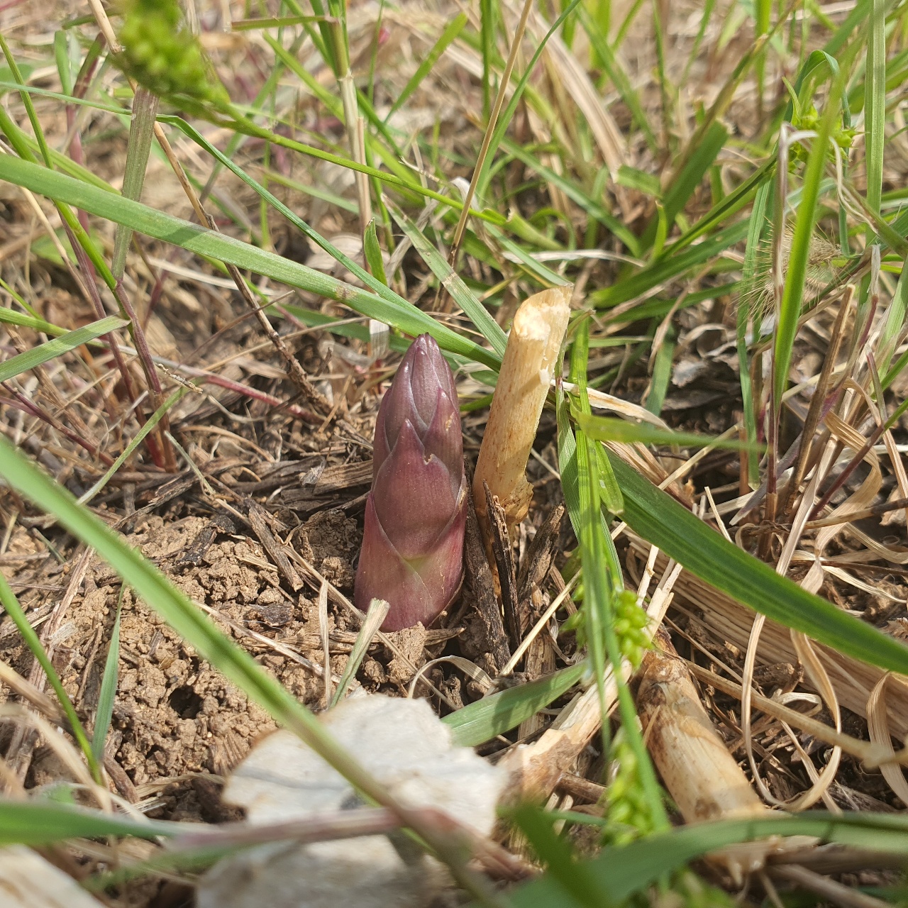 안녕? 아스파라거스🌱