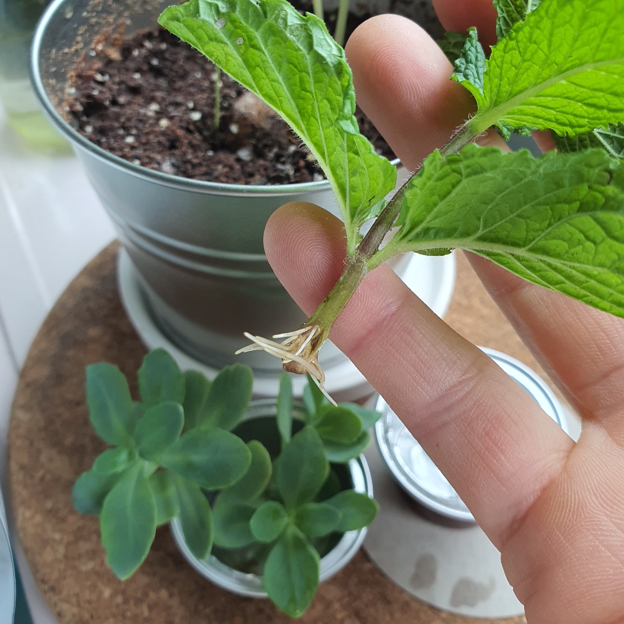 민트 꺾꽂이🌿