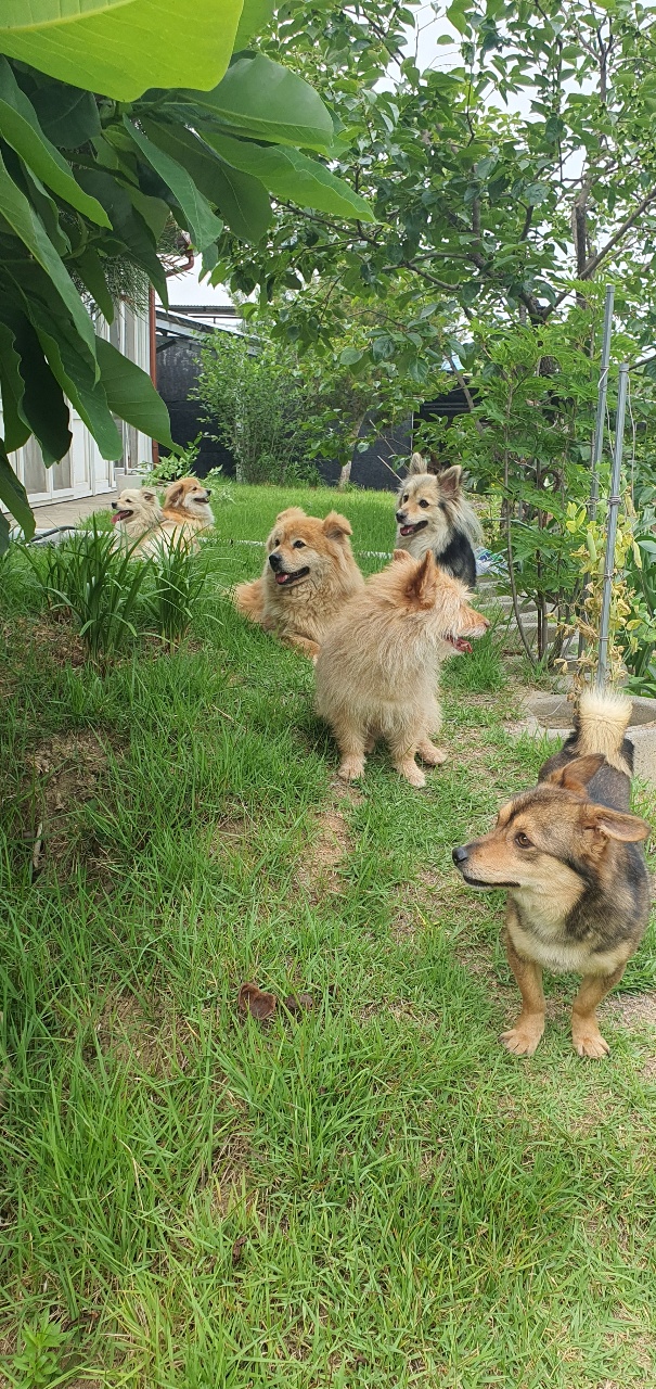 우리 집 여섯 귀욤이들🐶
