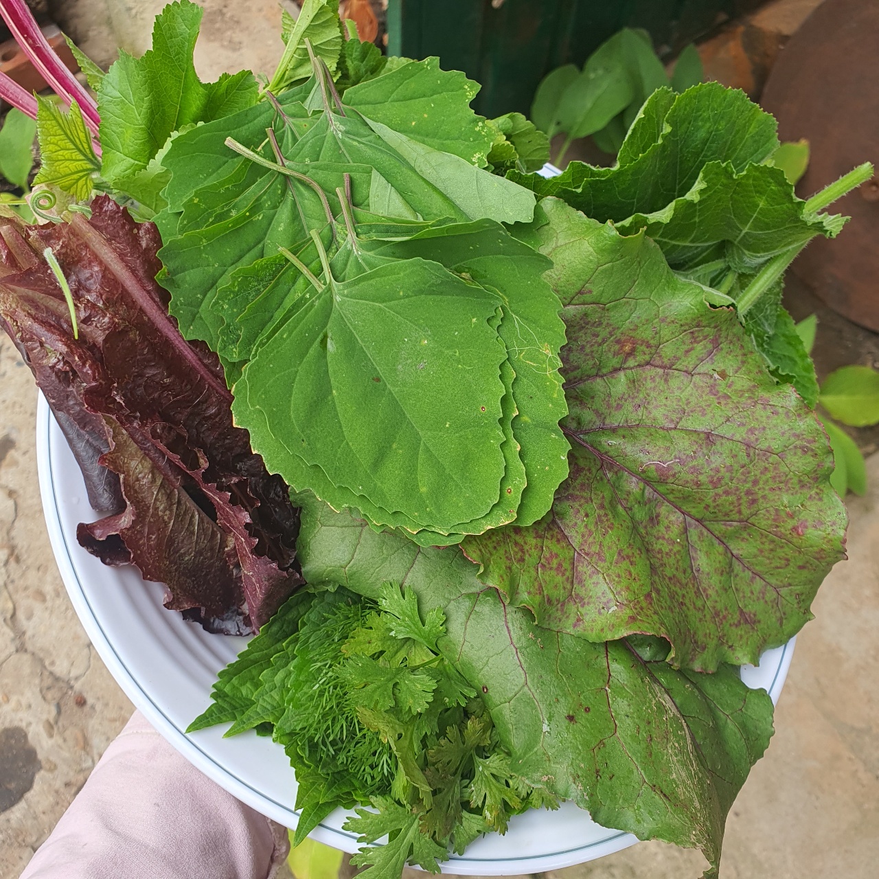 오늘 아침 텃밭마트💚