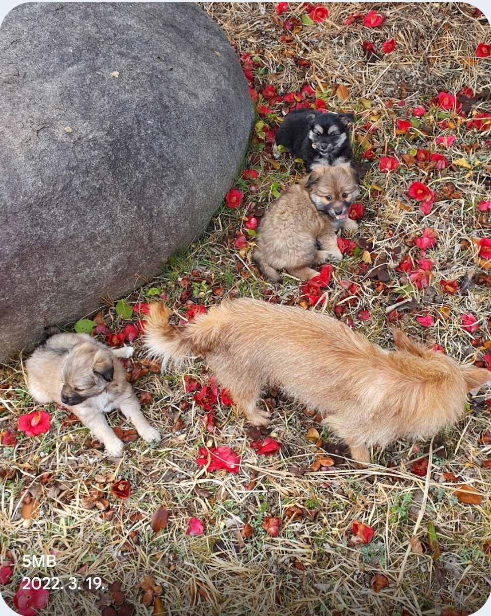 대추마미와 아이들 시절🐶