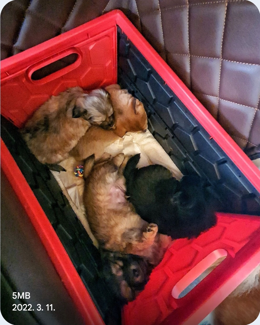 우리 꼬물이들 어렸을 때🐶