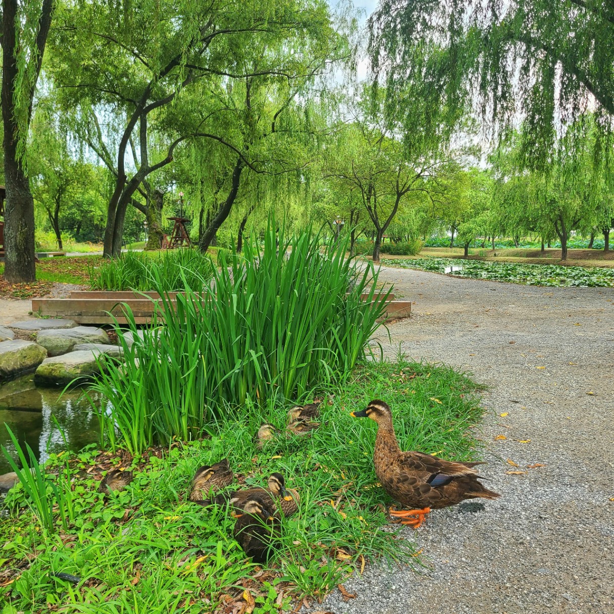 오리 친구들🦆🦆🦆
