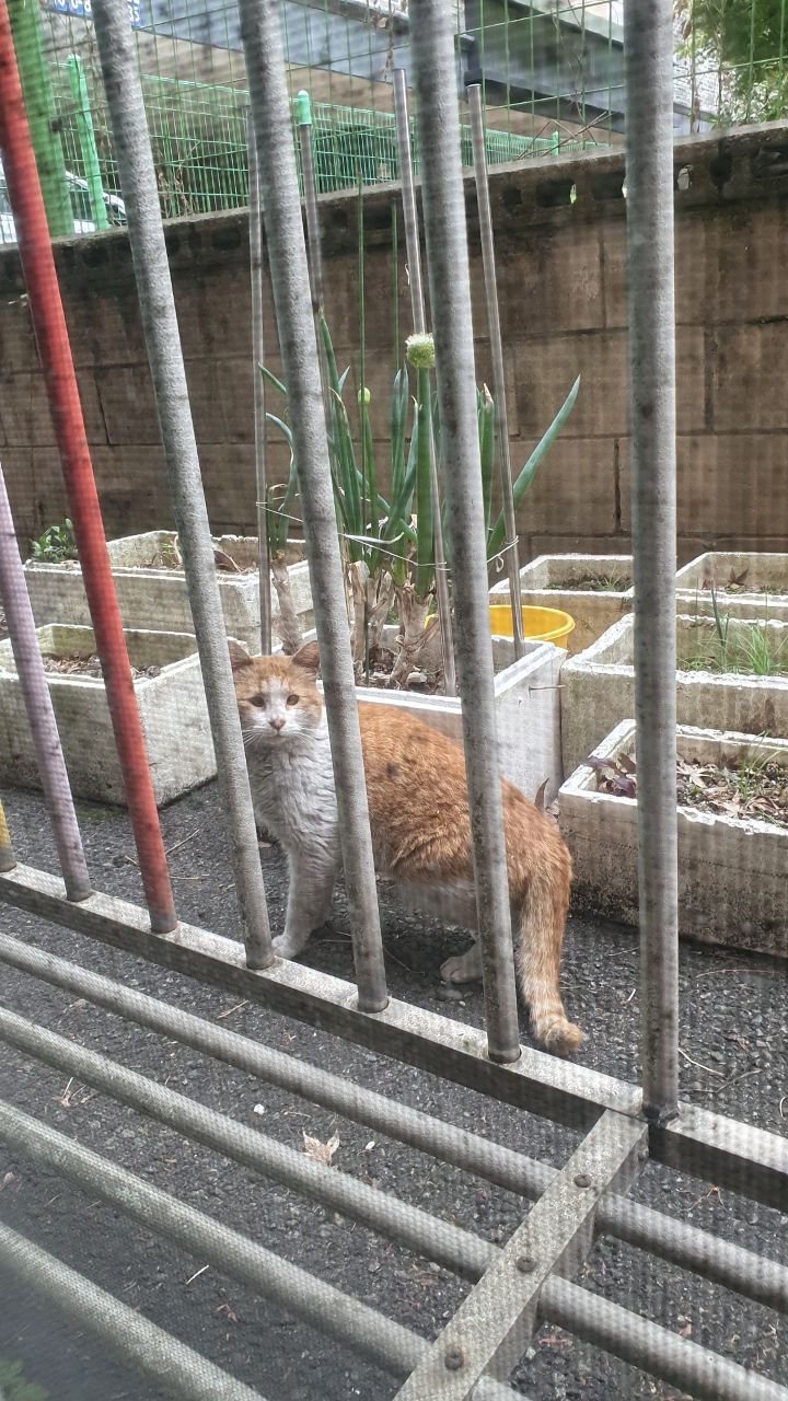 고양이가 찾아왔어요