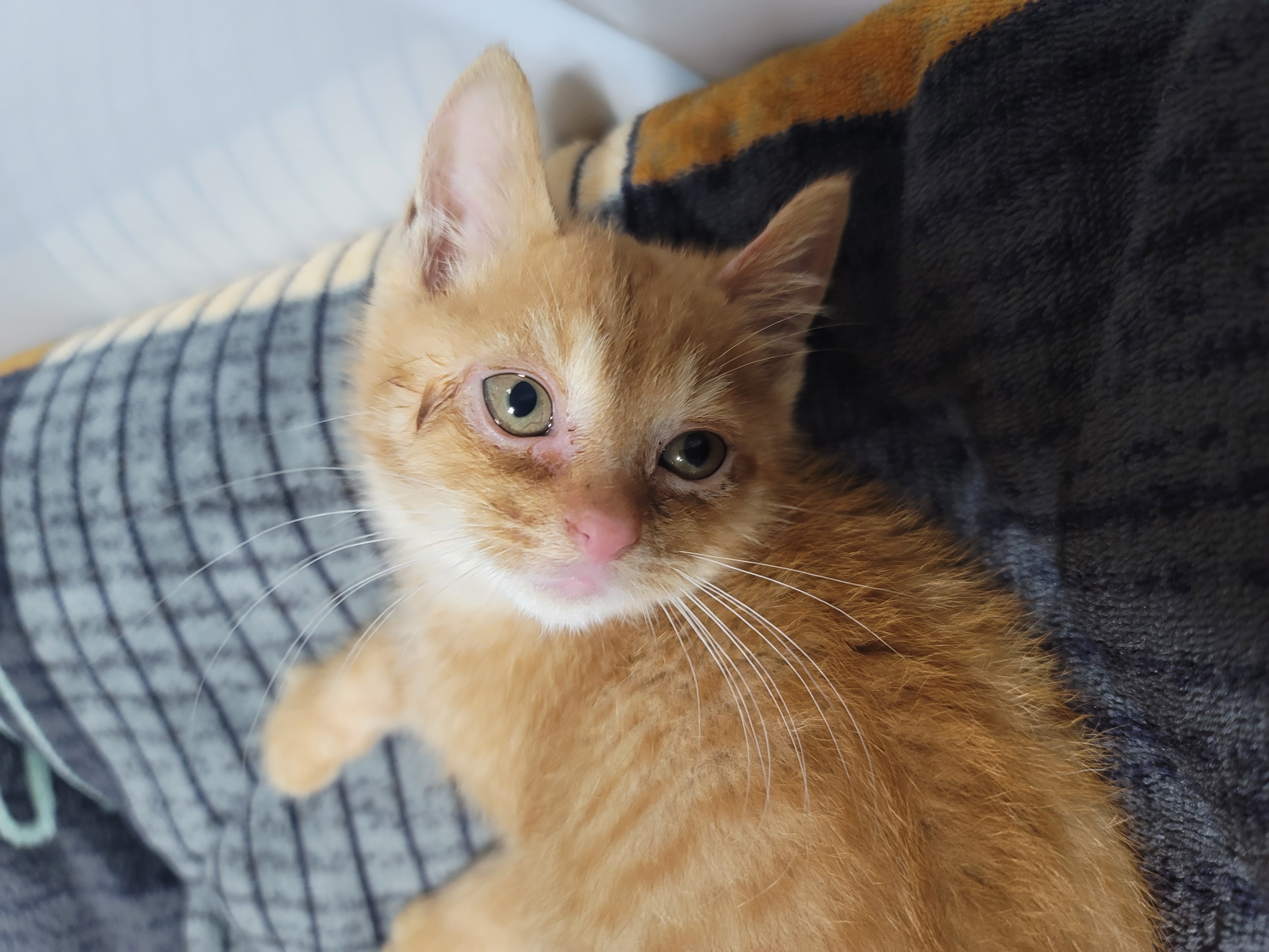 아주 잠시 임보했던 아기냥이