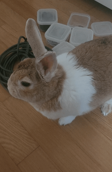 주인이 일하면 와서 깽판치고 가는 깡패 토끼