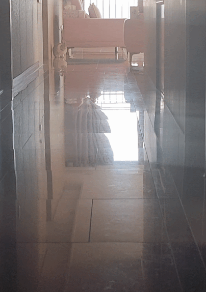 토끼도 부르면 주인에게 온다??