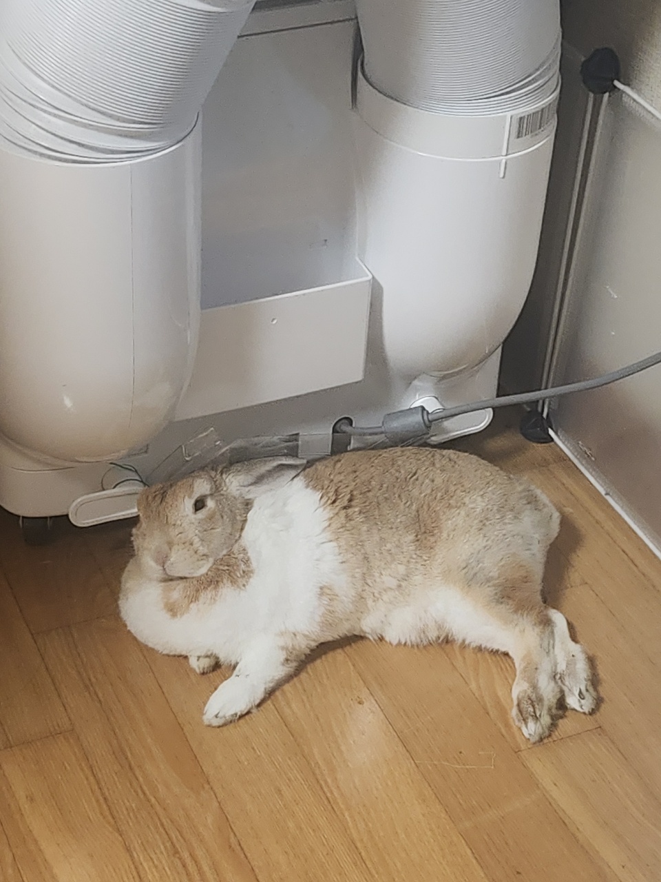 토끼야 왜 굳이 에어컨 밑에 깔려서 쉬니