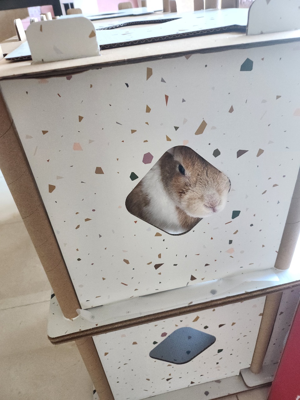 몰래 주인을 훔쳐보는 토끼??!!