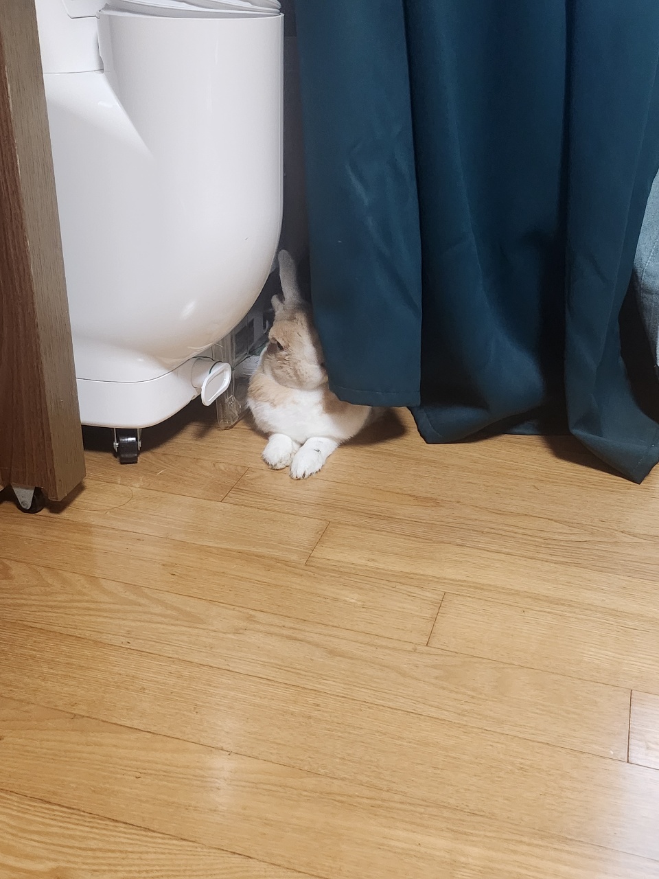 삐진 토끼는 커텐과 싸우는 중 
