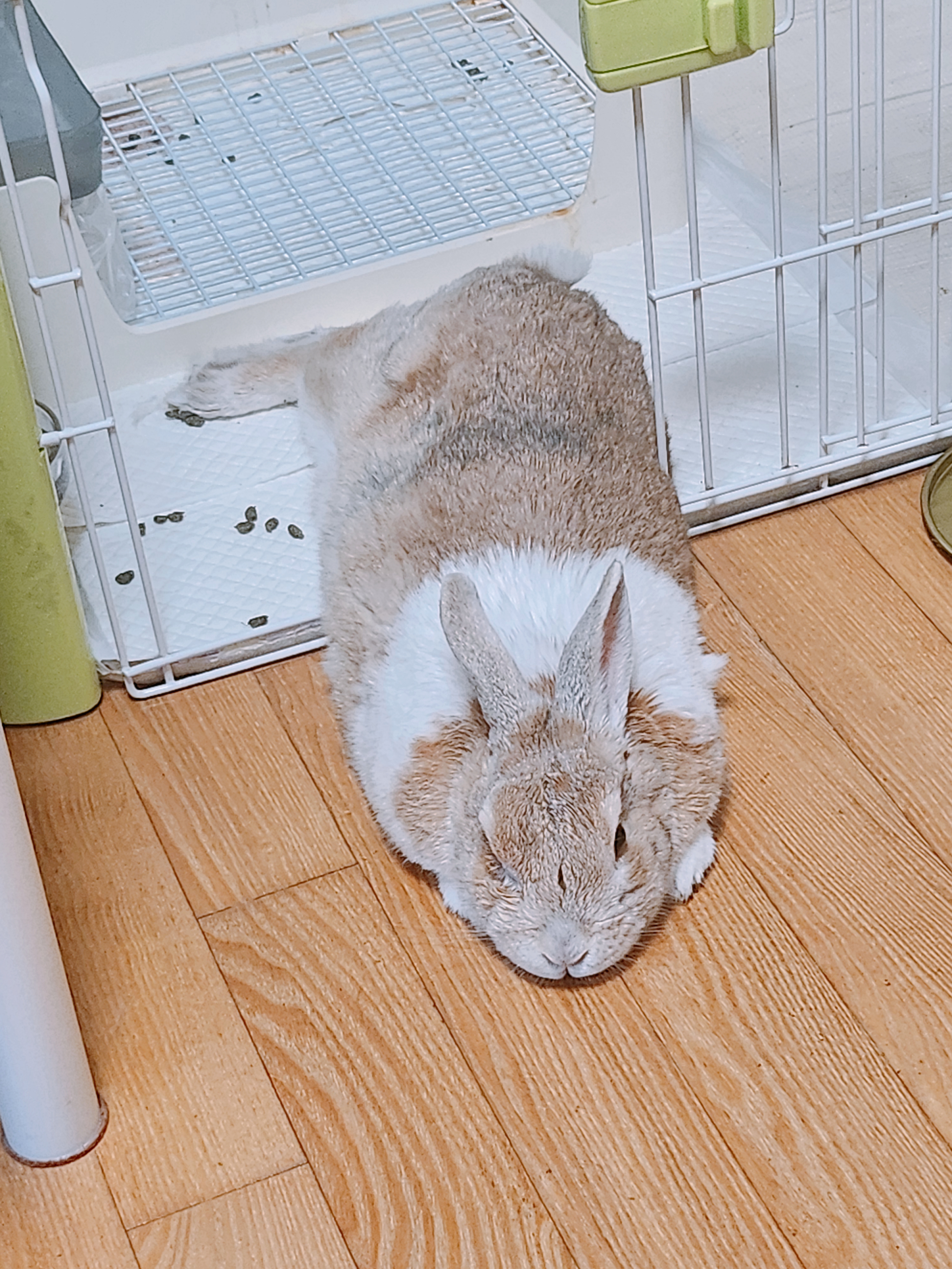 이 토끼는 집안에 있는걸까요? 집밖에 있는걸까요?