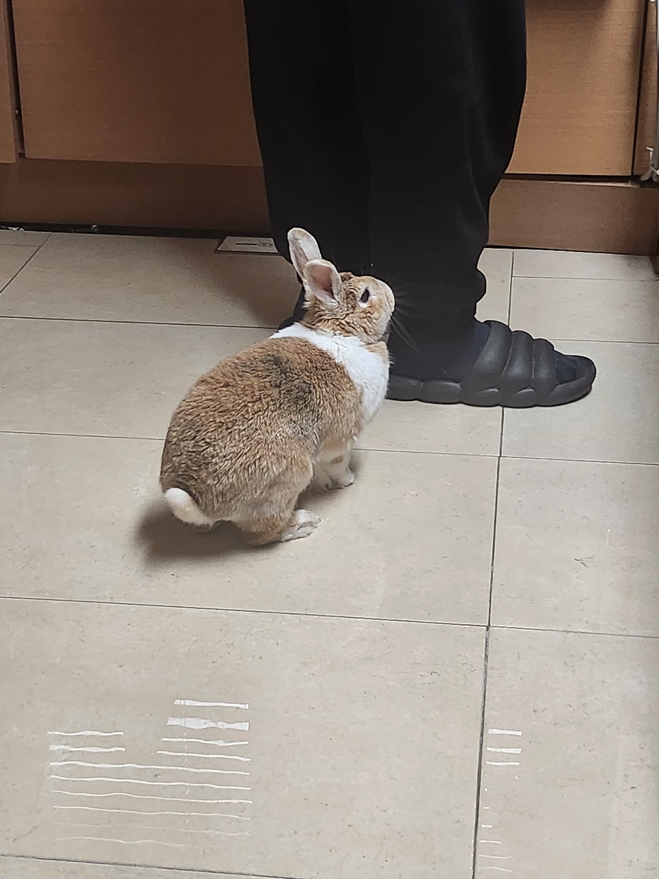 쫄레쫄레 따라다니는 토끼? 강아지?