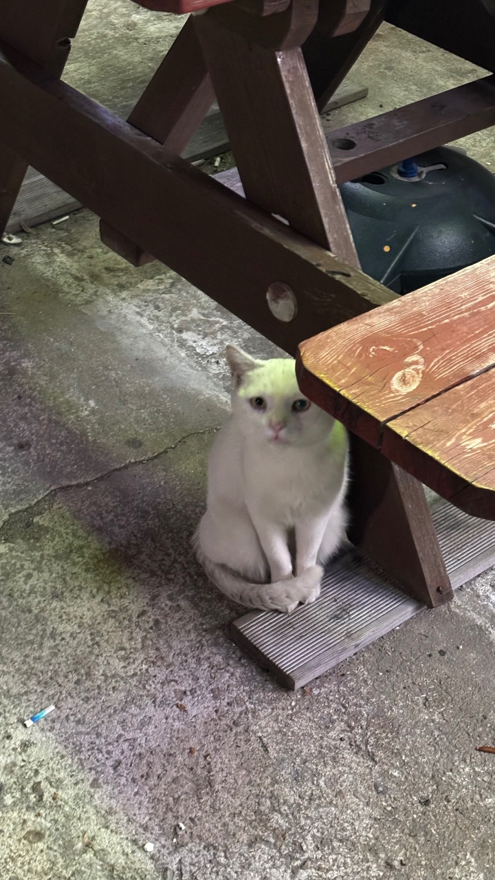 아까 퇴근하면서 본 길냥이