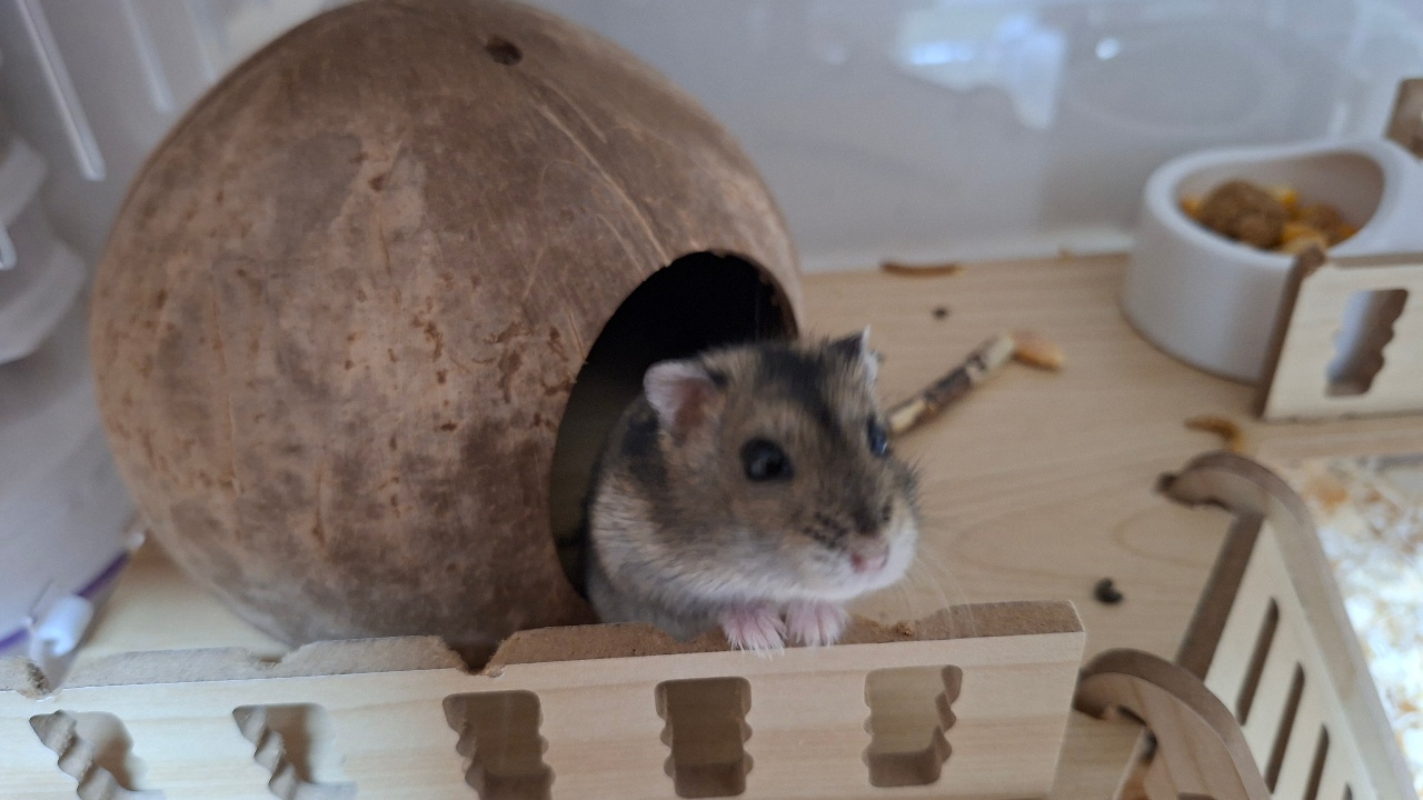 우리집 귀염둥이 햄찌씨 집~