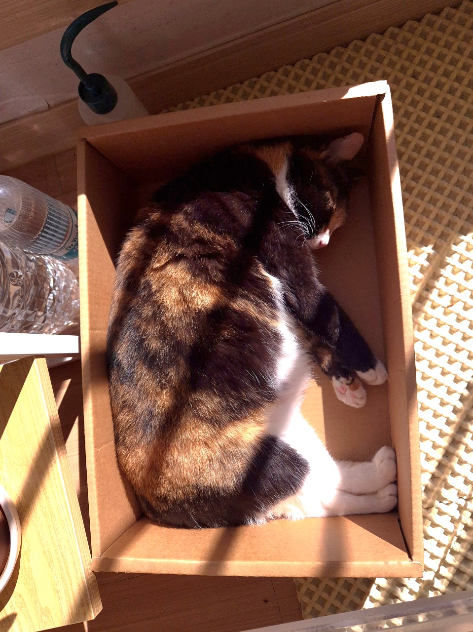 박스 고양이