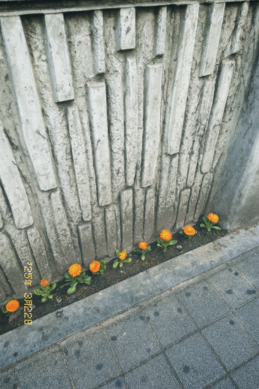 필름 카메라로 바라본 세상