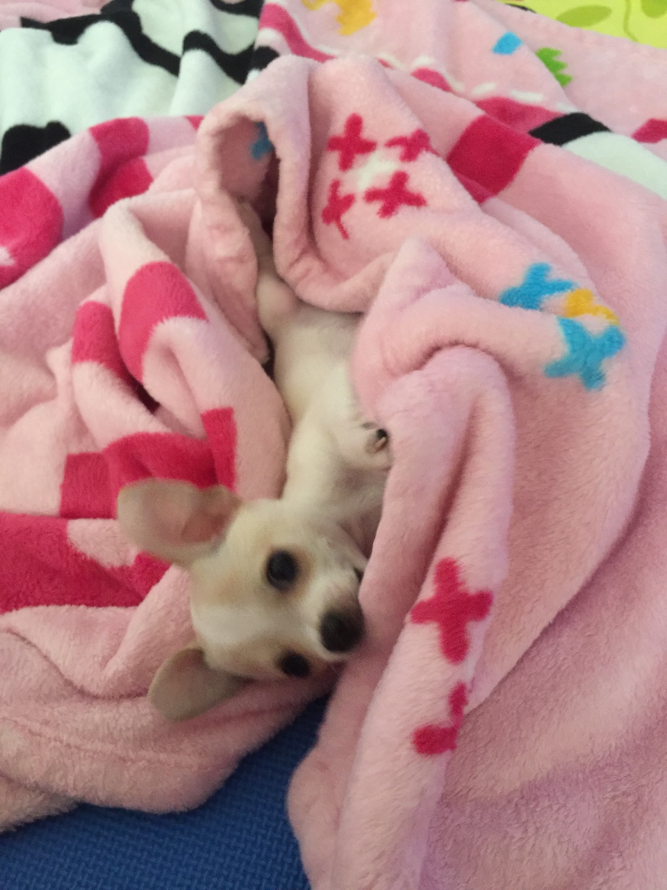 애기 강아지 🐶