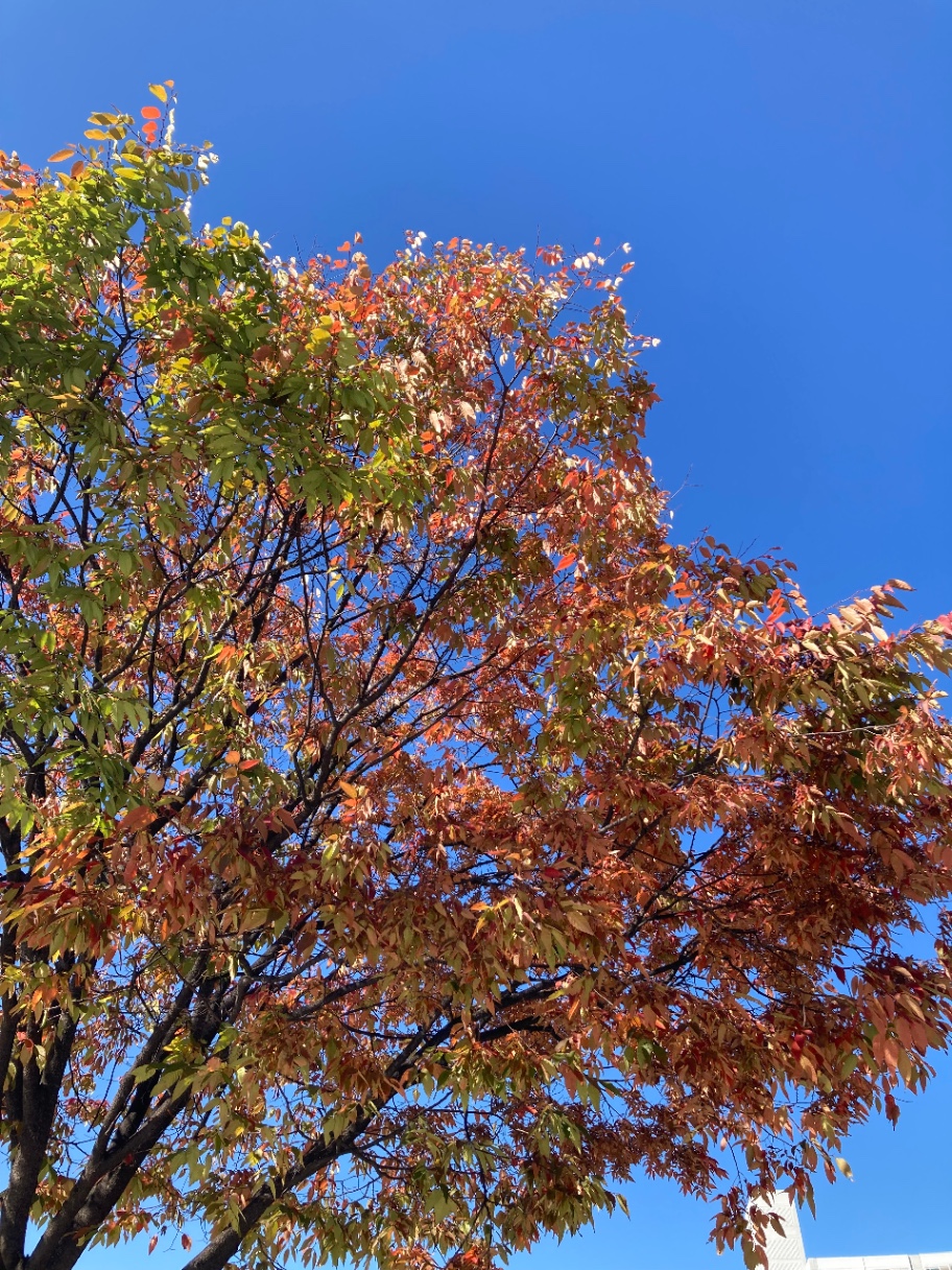 가을