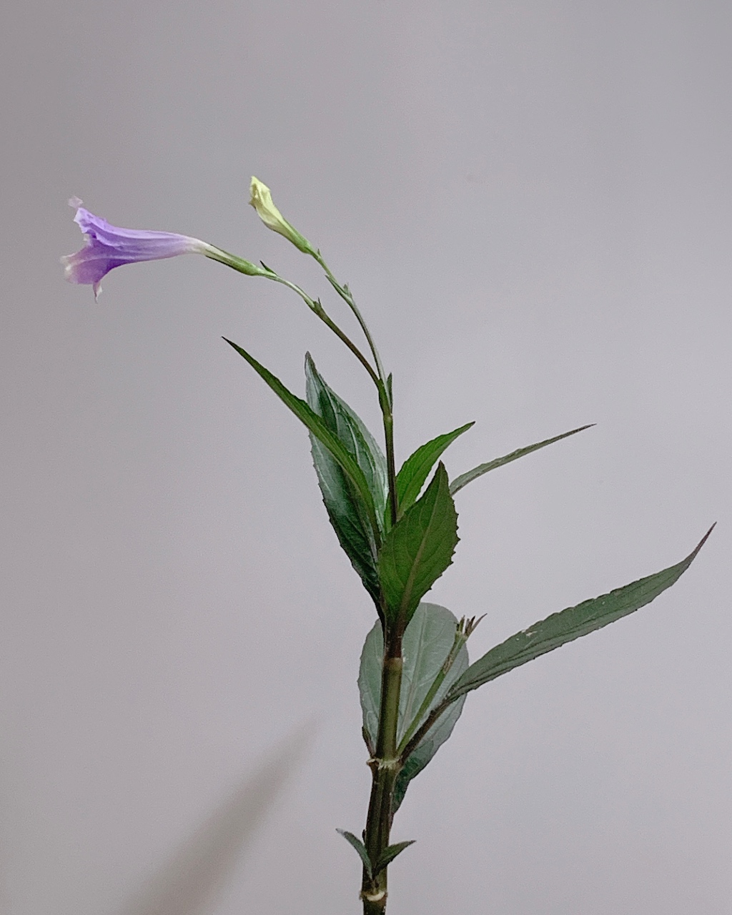 꽃이 폈어요 📣