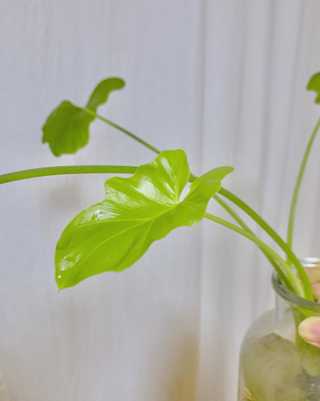 여름에 만나는 새 잎🌱
