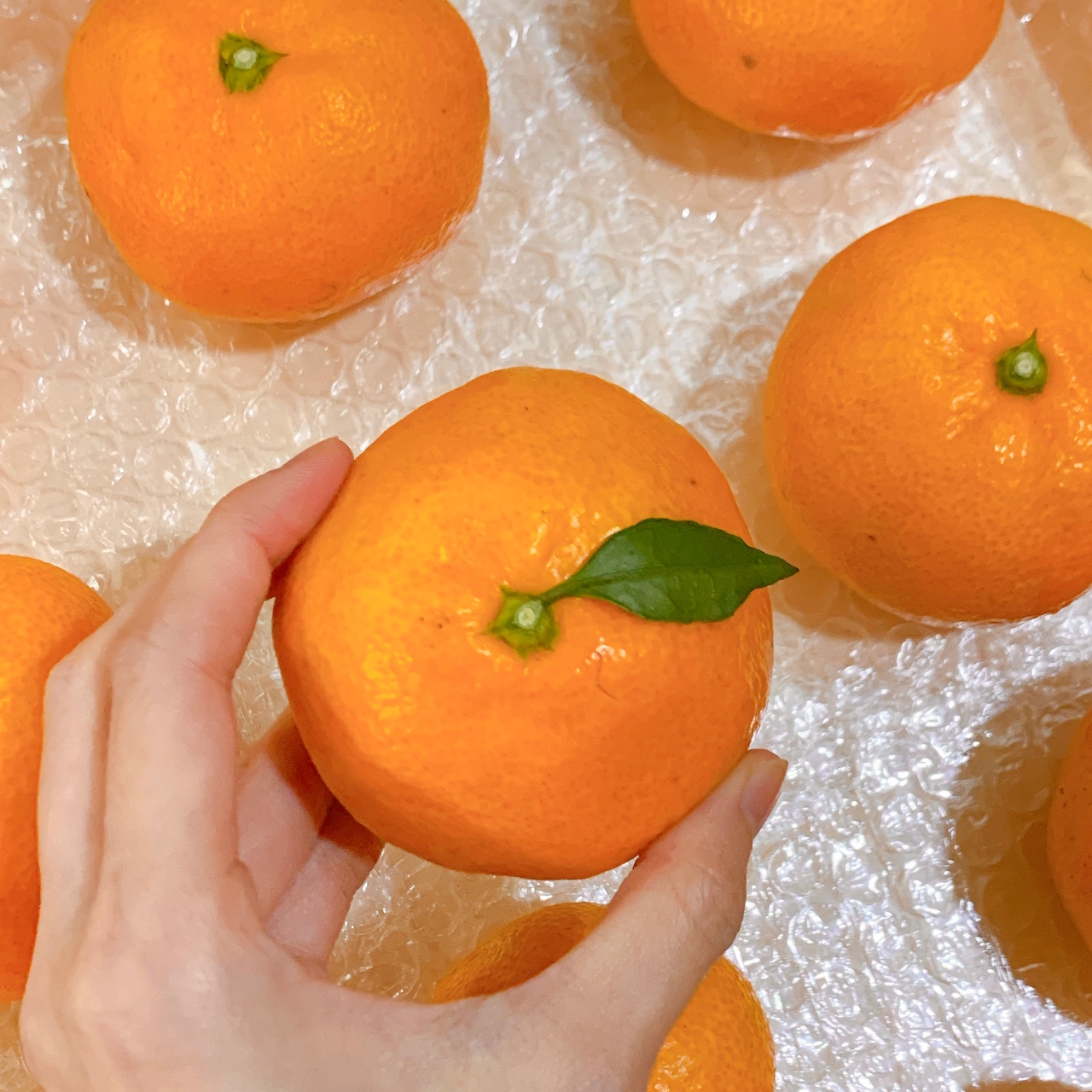 보물찾기 같은 귤🍊