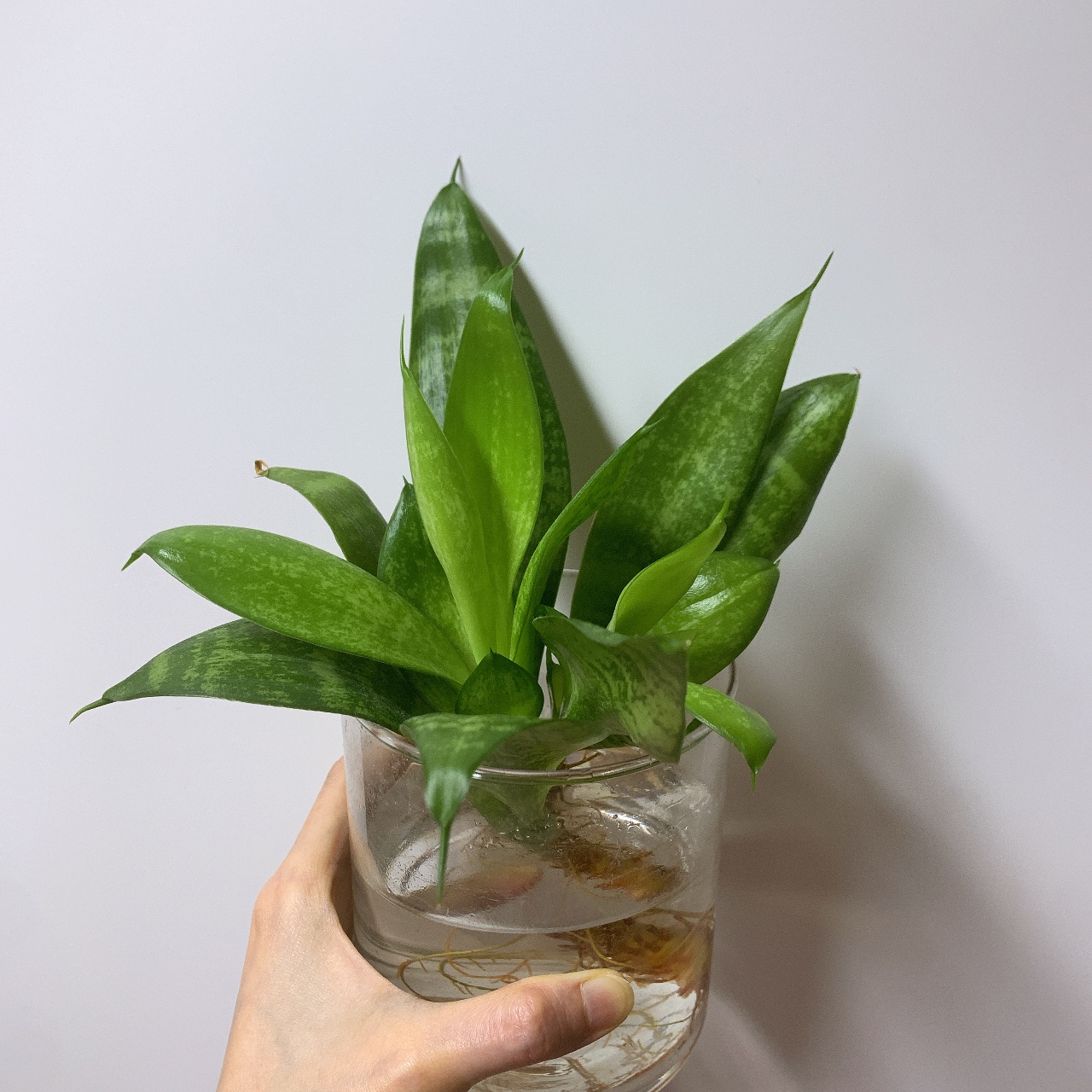 물에서 잘 자라는 산세베리아
