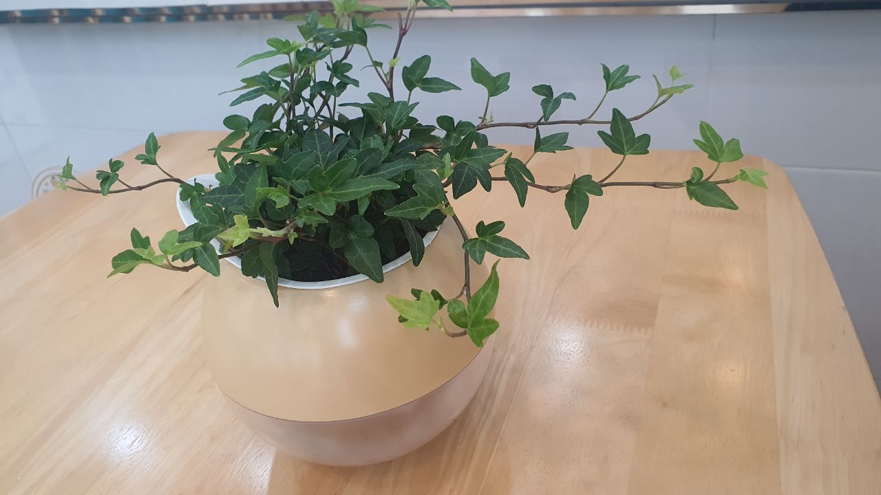 오늘 식목일? 