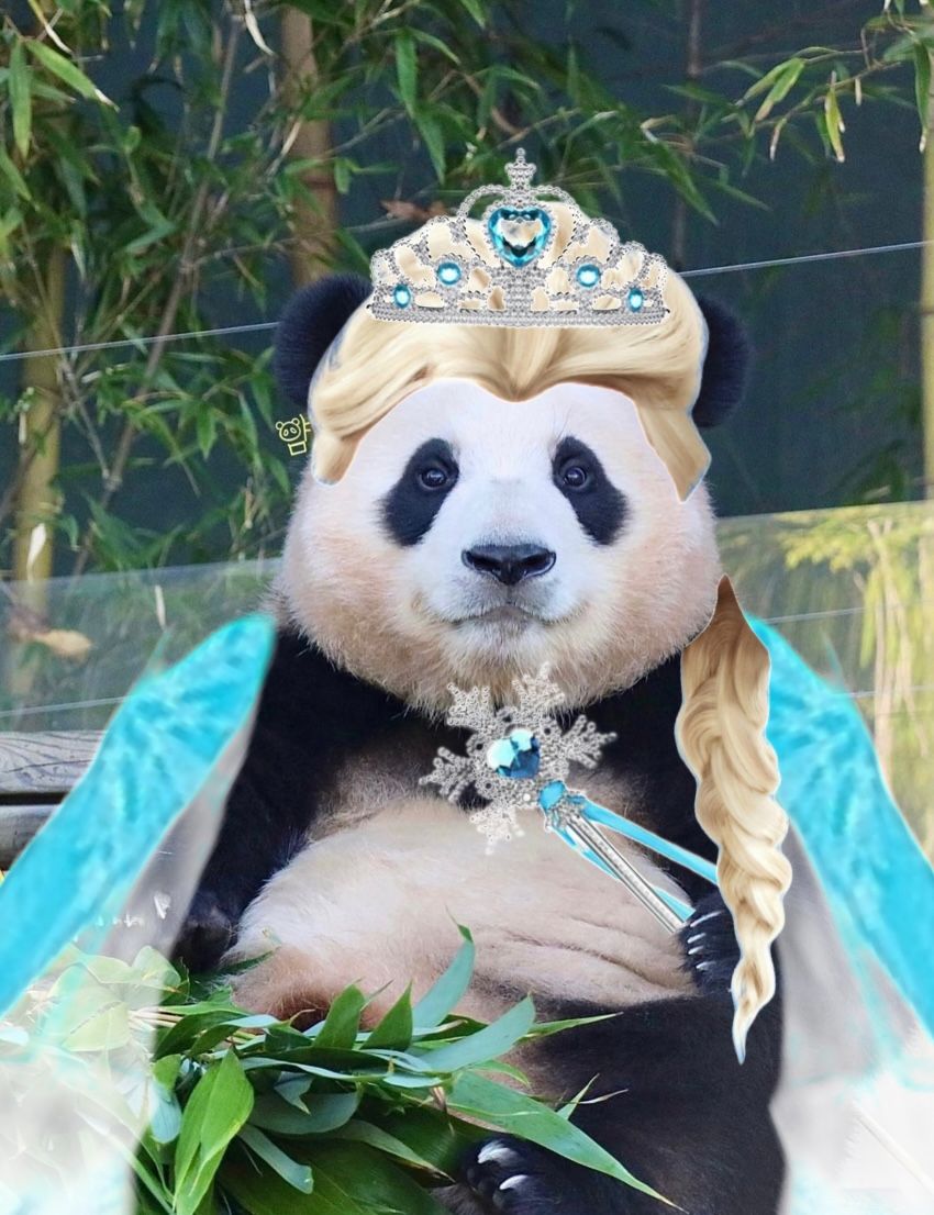 푸바오 🐼