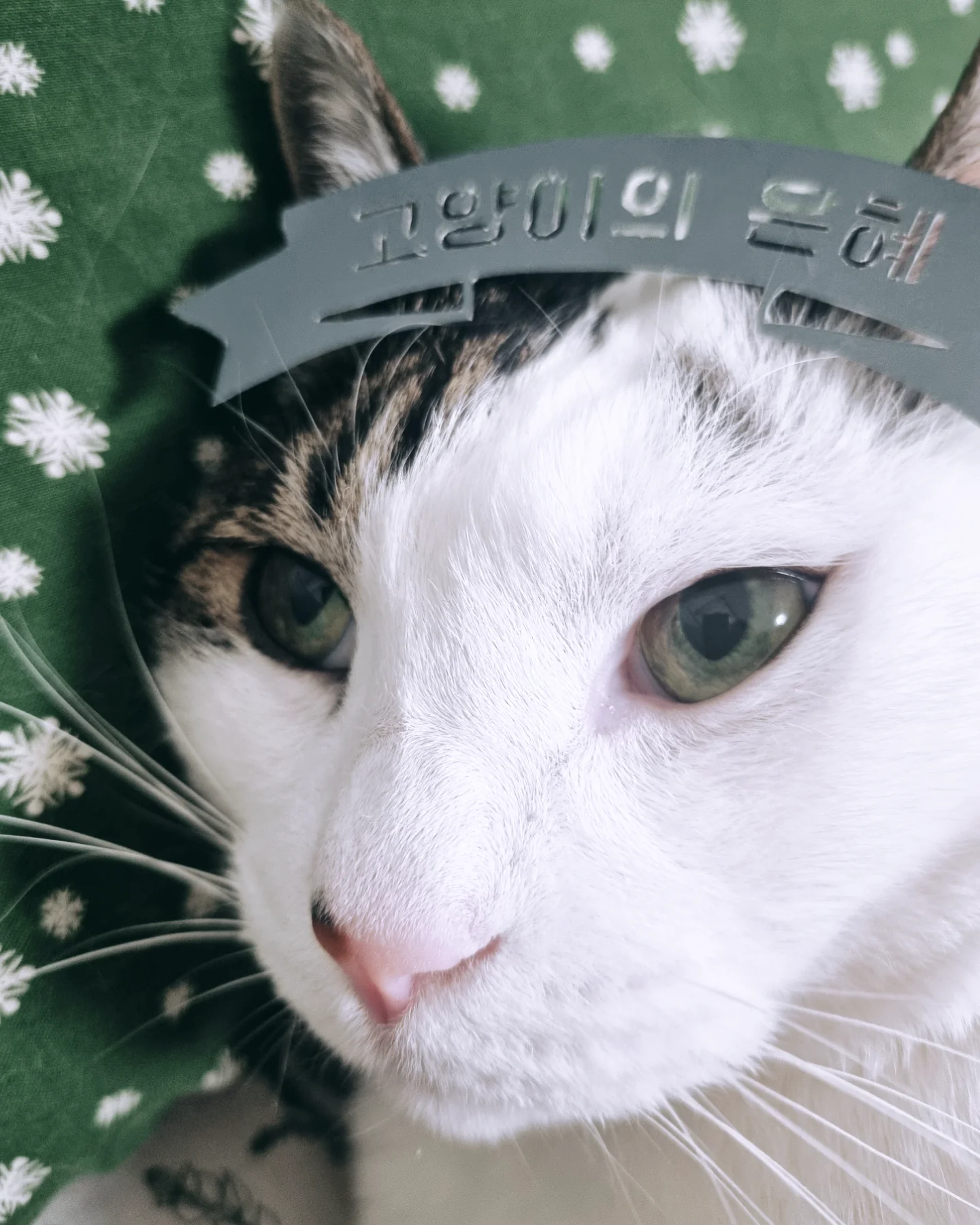 고양이 페이퍼커팅 아트