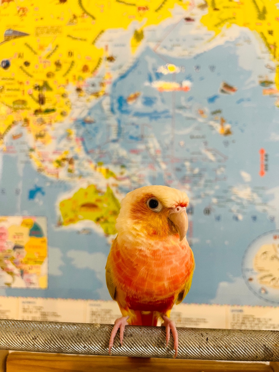 우리집 예쁜 앵두🦜