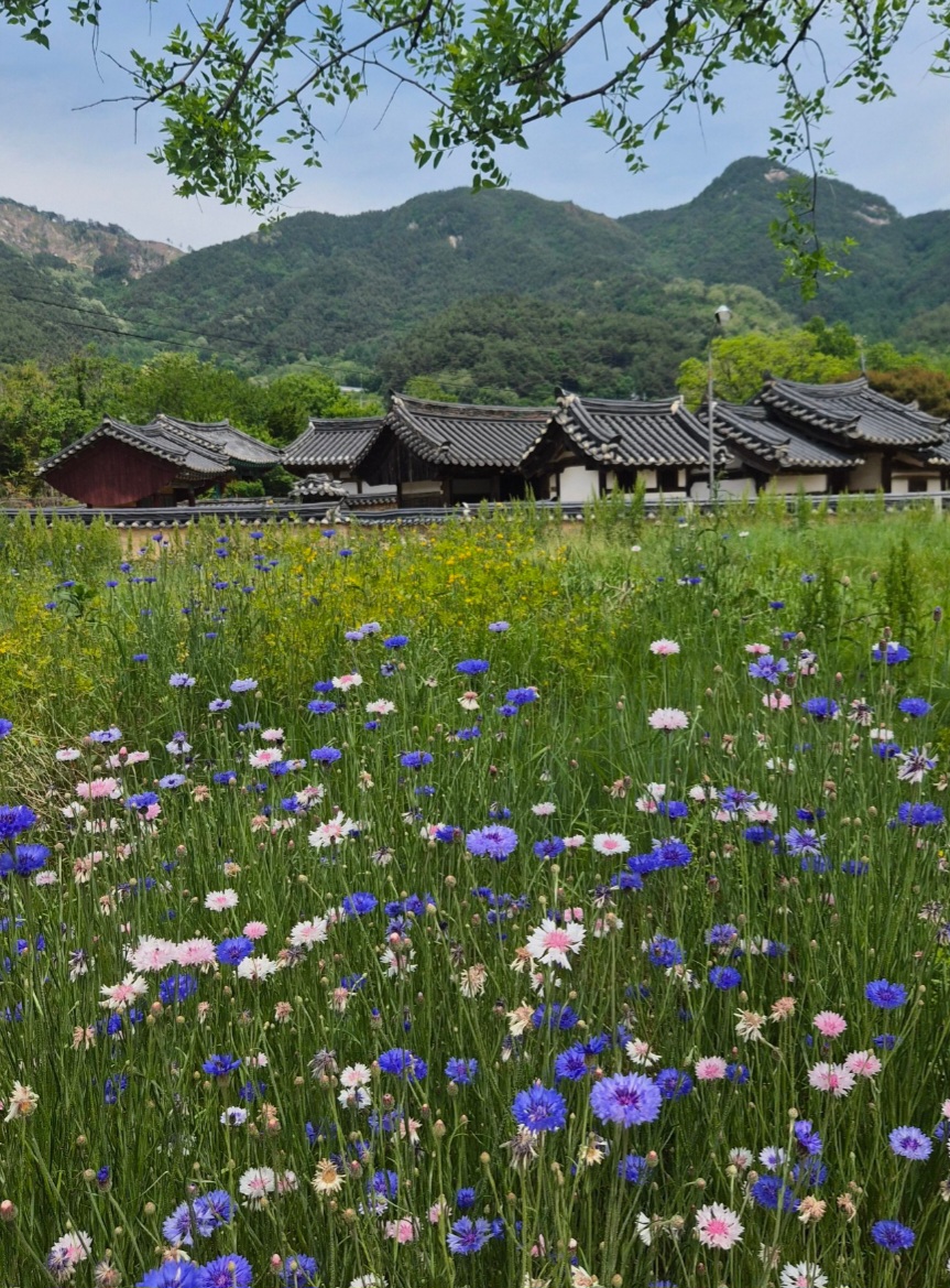 산을 배경으로 한 전통 한옥과 꽃밭
