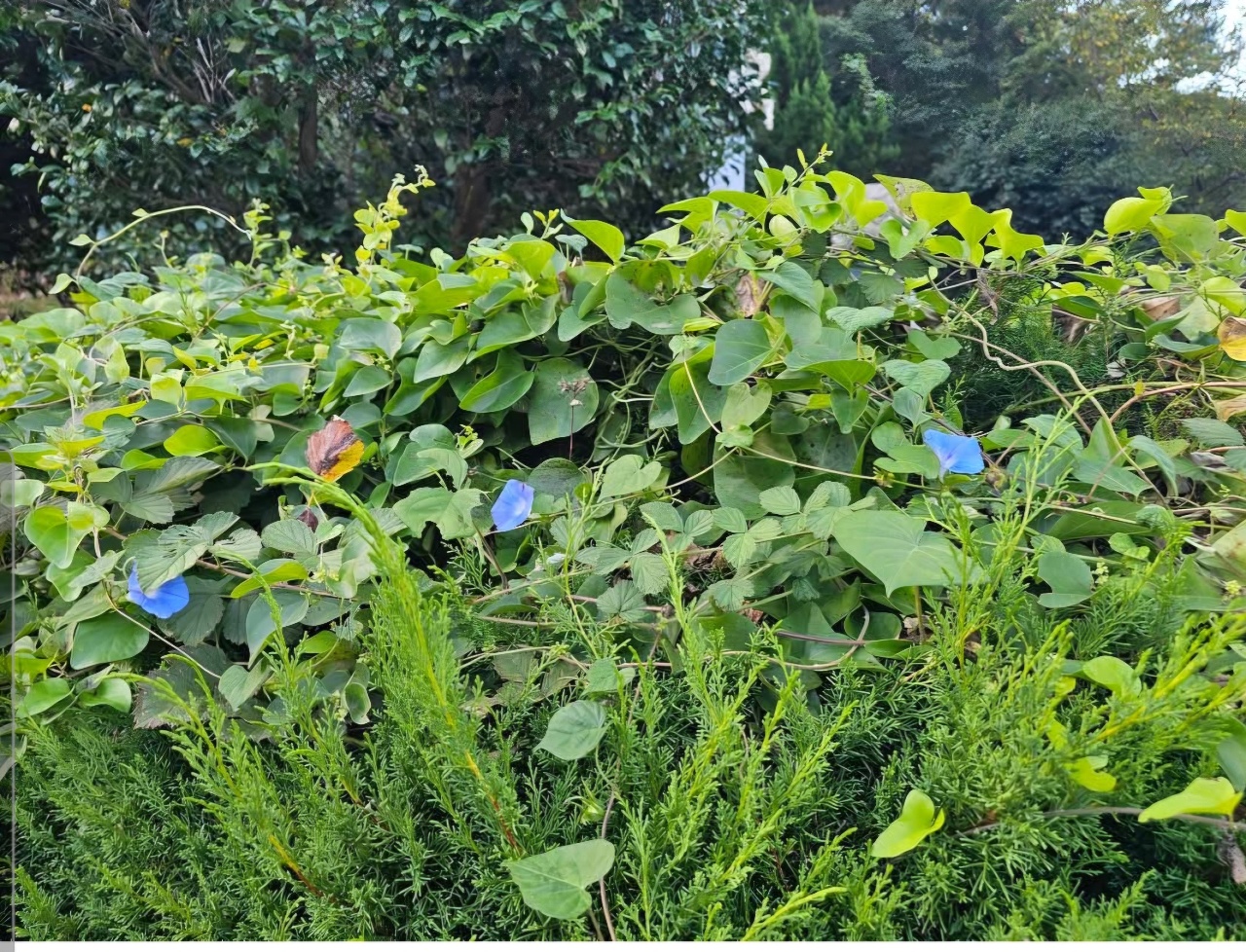 모닝글로리~