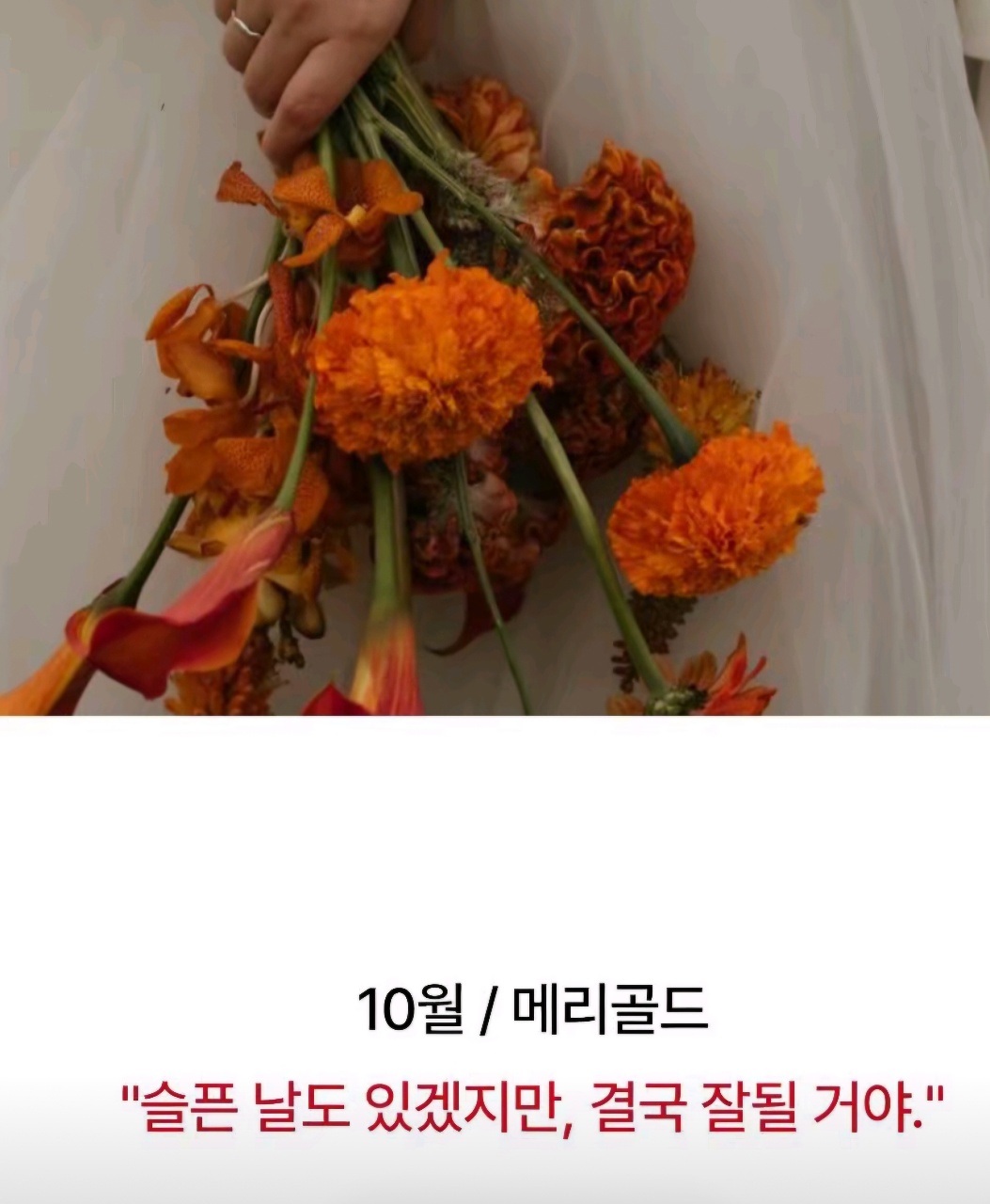 메리골드~