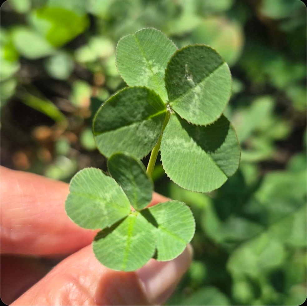 진짜 🍀🍀🍀🍀