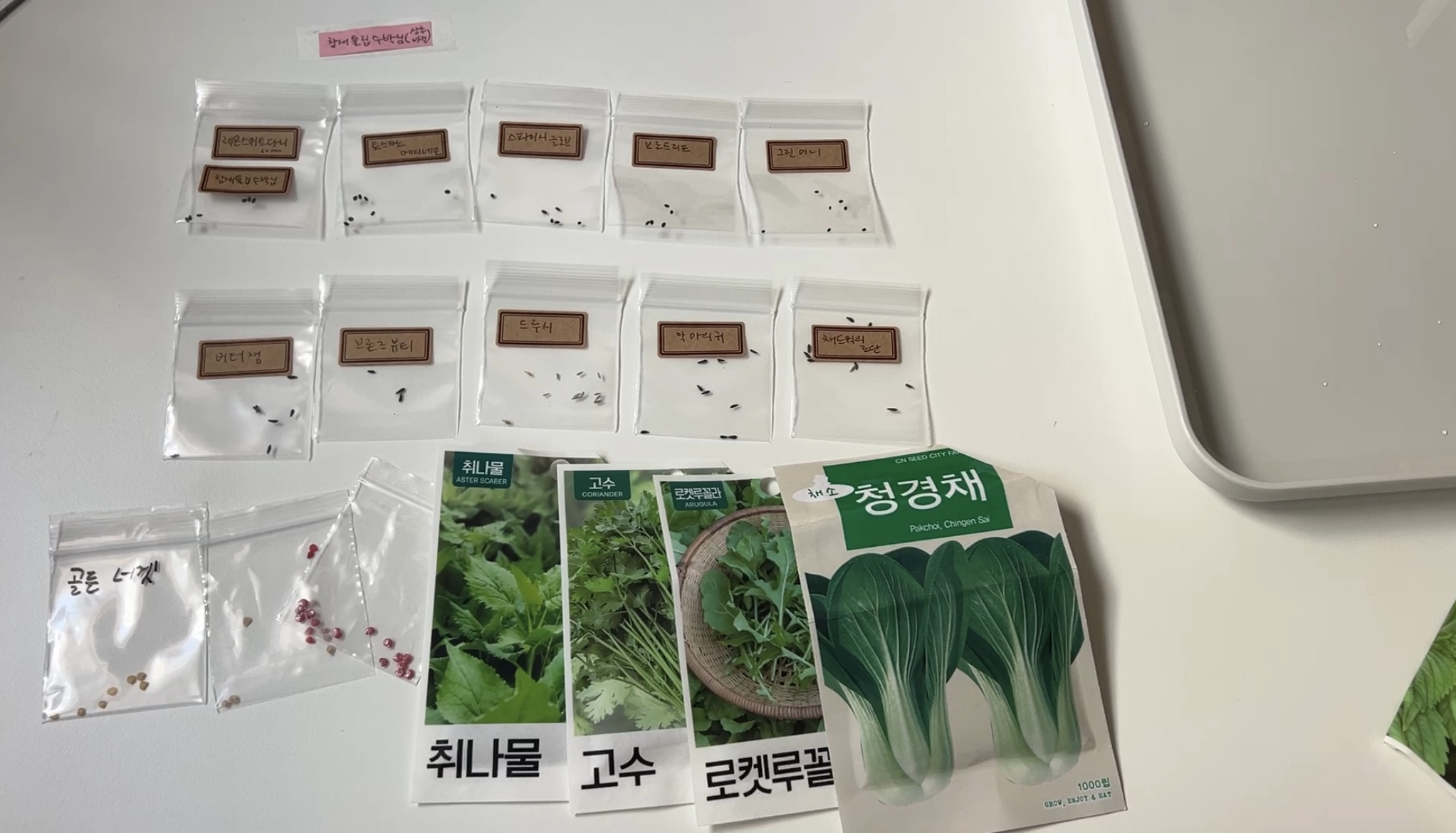 제 병 좀 고쳐주세요~~~ 파종병🌱🌱🌱