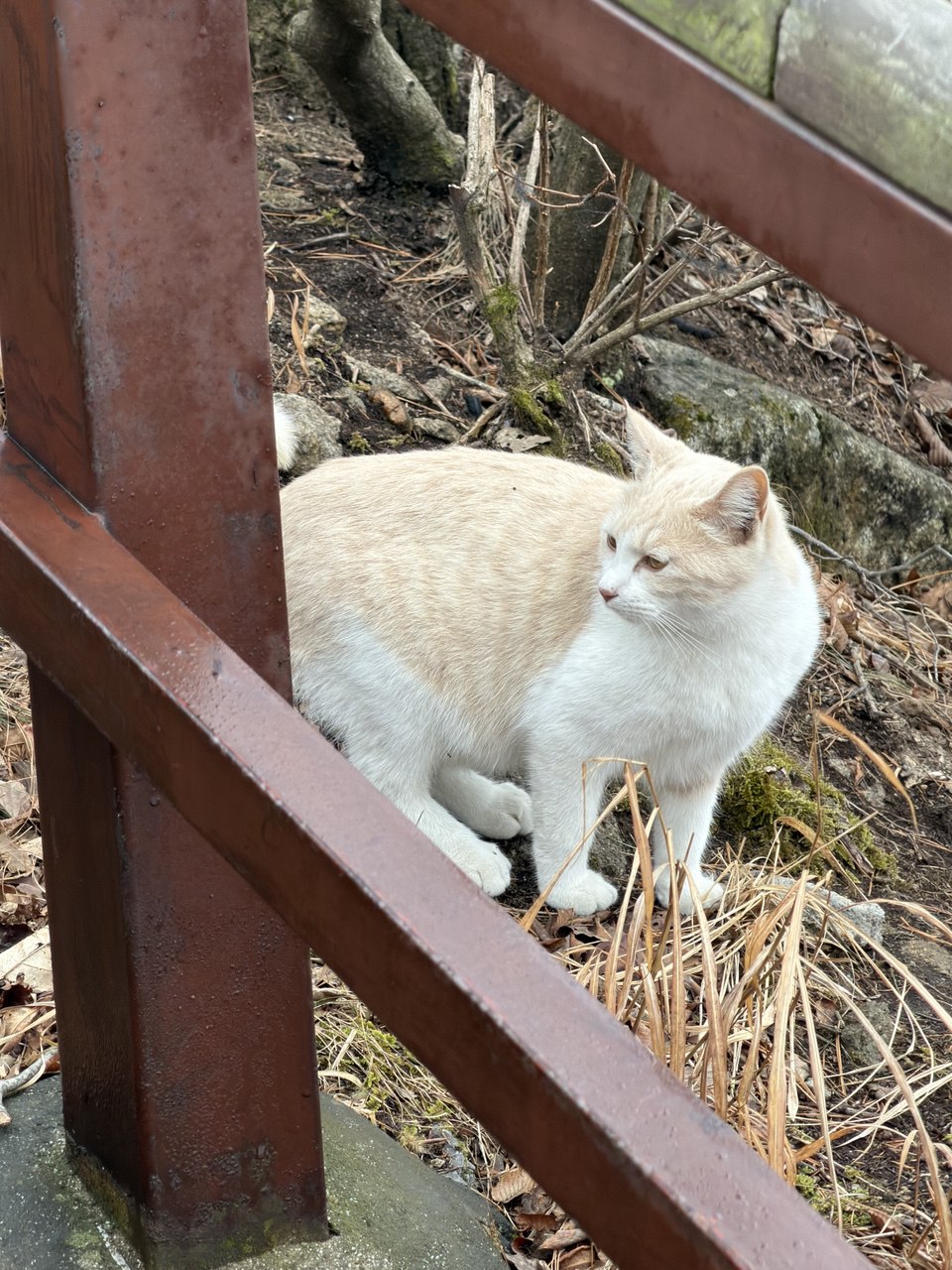 고양이...🐈